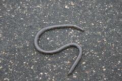 Afrotyphlops schlegelii