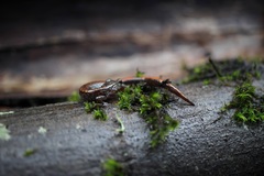 Plethodon larselli
