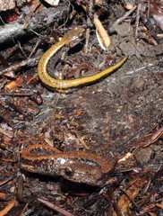 Plethodon larselli