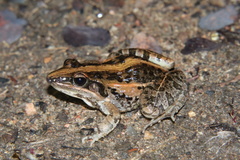 Ptychadena mossambica