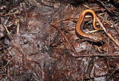 Plethodon larselli