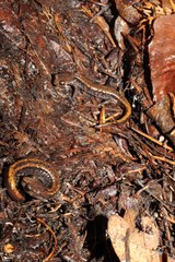 Plethodon larselli