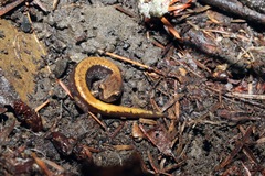 Plethodon larselli