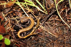 Plethodon larselli