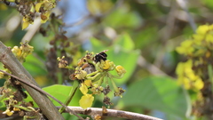 Paratetrapedia moesta