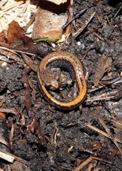 Plethodon larselli