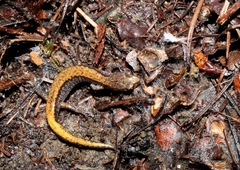 Plethodon larselli