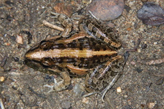 Ptychadena mossambica