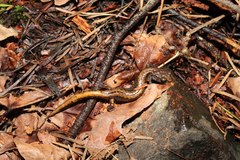 Plethodon larselli