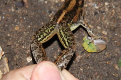 Ptychadena mossambica