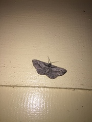 Rikiosatoa transversa