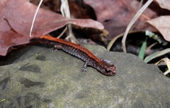 Plethodon larselli