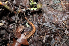 Plethodon larselli