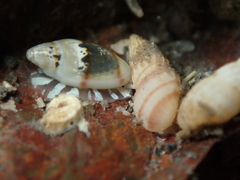 Dentimargo cairoma