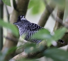 Thamnophilus doliatus image