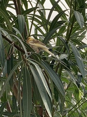 Serinus canaria domesticus