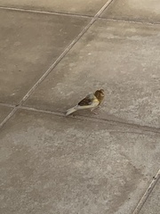Serinus canaria domesticus