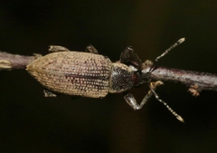 Diaprepes famelicus