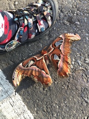 Attacus atlas formosanus