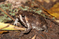 Breviceps passmorei