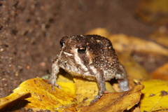 Breviceps passmorei