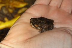 Breviceps passmorei