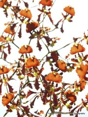 Cyrtochilum serratum