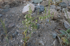 Emmenanthe penduliflora
