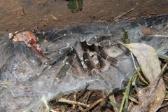 Ceratogyrus darlingi