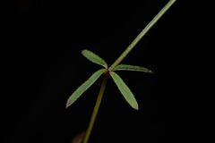 Galium fukuyamai