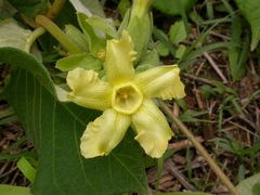 Prestonia mexicana