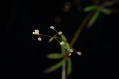Galium fukuyamai