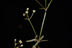 Galium fukuyamai