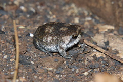 Breviceps passmorei