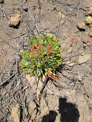 Dudleya virens virens