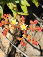 Dudleya virens virens