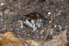 Breviceps passmorei