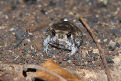Breviceps passmorei