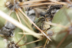 Chlorochroa opuntiae