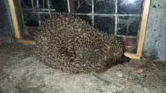 Erinaceus roumanicus