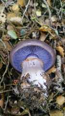 Cortinarius taylorianus