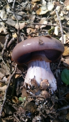 Cortinarius taylorianus