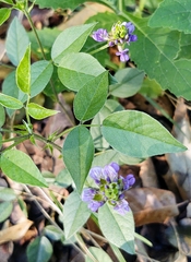 Orbexilum melanocarpum