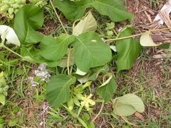 Prestonia mexicana