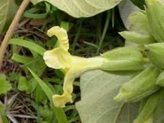 Prestonia mexicana