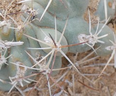 Sclerocactus glaucus