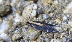 Aroga paraplutella