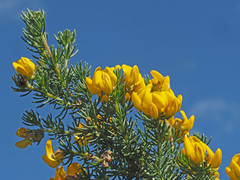 Aspalathus excelsa
