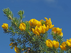 Aspalathus excelsa