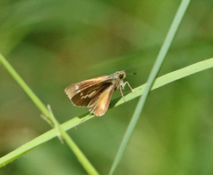 Parnara amalia